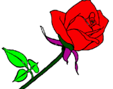 Desenho Rosa pintado por lara
