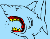 Desenho Tubarão pintado por hebert
