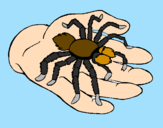 Desenho Tarântula pintado por spider man