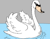 Desenho Cisne na água pintado por joao