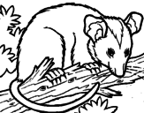 Desenho Ardilla possum pintado por fernando