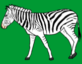 Desenho Zebra pintado por rute