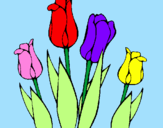 Desenho Tulipa pintado por agatha