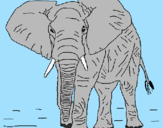 Desenho Elefante pintado por Starsky 