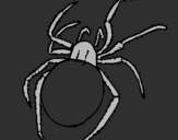 Desenho Aranha venenosa pintado por mirian