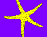 Desenho Estrelita do mar pintado por diogo