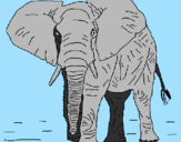Desenho Elefante pintado por joão victor