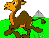 Desenho Camelo pintado por joao