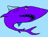 Desenho Tubarão pintado por dessa