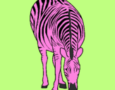 Desenho Zebra pintado por Gabriel Salles