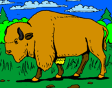 Desenho Búfalo pintado por ruan