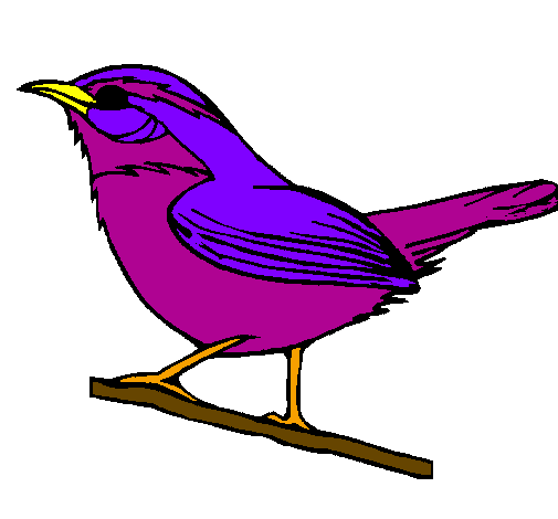 Desenho Pássaro silvestre pintado por anónimo