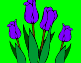Desenho Tulipa pintado por DANYELL