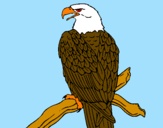 Desenho Águia num ramo pintado por gabriel 