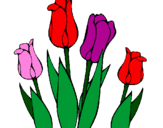 Desenho Tulipa pintado por Martha