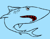 Desenho Tubarão pintado por thaua 