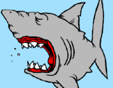Desenho Tubarão pintado por vitoria  penha