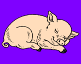 Desenho Porco a dormir pintado por bruna 1
