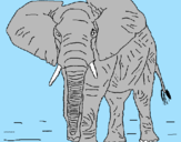 Desenho Elefante pintado por diogo