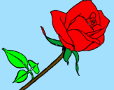 Desenho Rosa pintado por graziele
