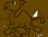 Desenho Camelo pintado por enzo vacite