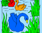 Desenho Cisnes pintado por ana