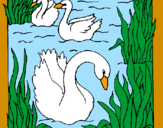 Desenho Cisnes pintado por Jocilene