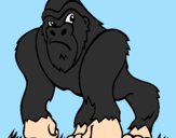 Desenho Gorila pintado por henrique