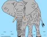 Desenho Elefante pintado por julia arielly bueno