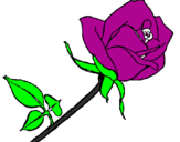 Desenho Rosa pintado por evaline