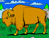 Desenho Búfalo pintado por ricardo