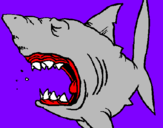 Desenho Tubarão pintado por diogo        lourenço