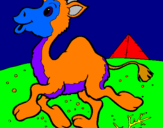 Desenho Camelo pintado por cio5