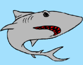 Desenho Tubarão pintado por josh