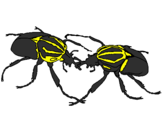 Desenho Escaravelhos pintado por nicolas