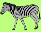 Desenho Zebra pintado por Aidê