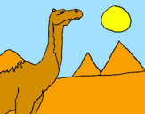 Desenho Camelo pintado por jayane