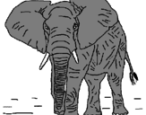 Desenho Elefante pintado por felipe