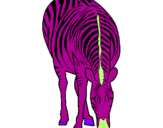 Desenho Zebra pintado por CA