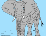 Desenho Elefante pintado por joão  Pedro  Rodrigues