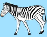 Desenho Zebra pintado por bruno     b;