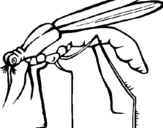 Desenho Mosquito pintado por Samira