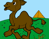 Desenho Camelo pintado por gordinho