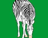Desenho Zebra pintado por os dois amigos