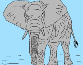 Desenho Elefante pintado por ian