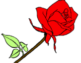 Desenho Rosa pintado por ketty