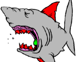 Desenho Tubarão pintado por samuel