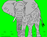 Desenho Elefante pintado por Jeff Hardy