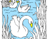 Desenho Cisnes pintado por JOAO   VICTOR