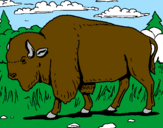 Desenho Búfalo pintado por pedro